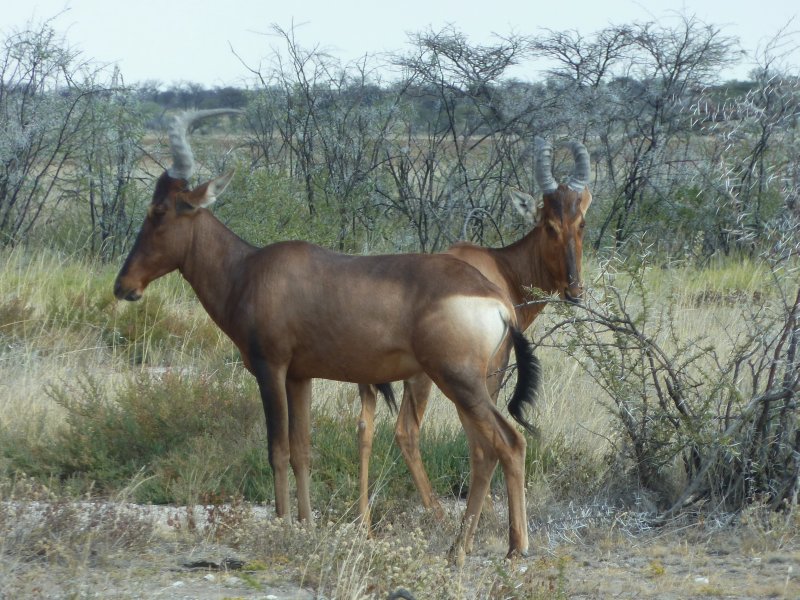 hartebeest Etosha FP.jpg - Hartebeest à Etosha